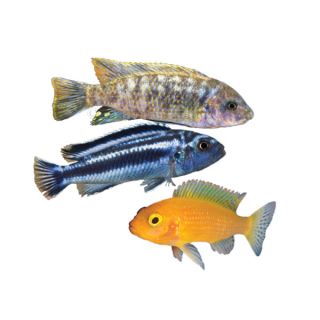 African Cichlids for Sale   Live Fish for Aquariums