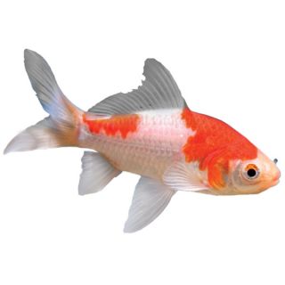 Fancy Goldfish for Sale   Beautiful Pet Goldfish
