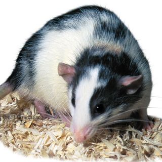 Pet Rats for Sale  Dumbo Rat