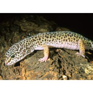 Jumbo Leopard Gecko   Reptile   Live Pet