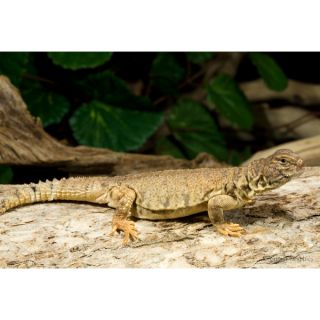 Mali Uromastyx   Reptile   Live Pet
