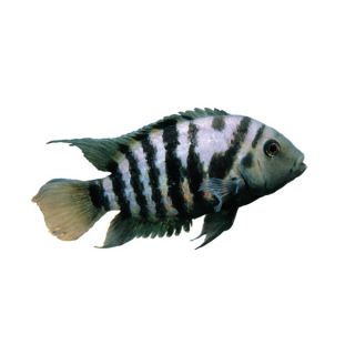 South American Cichlids for Sale   Live Exotic Pet Fish
