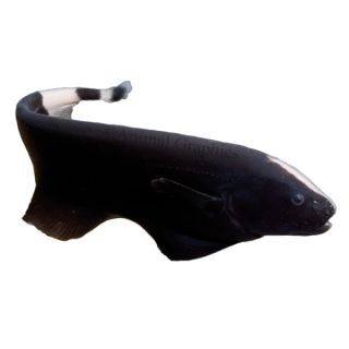 Black Ghost Knife   Fish   Live Pet