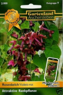 21999 Rosenkelch Violett rot Rhodochiton atrosanguineus