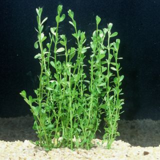Moneywort Plant    Decorations   Fish