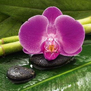 Glasbild Purple Jungle Dschungel Orchidee Bambus Steine Natur Wellness