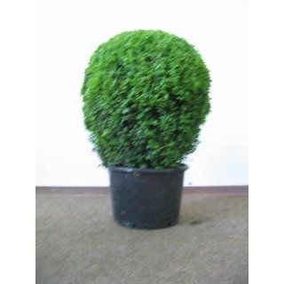 Buchsbaum Bux Formschnitt Kugel Duchmesser 55 cm Garten