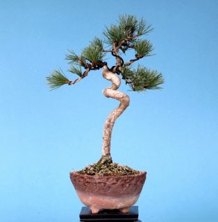 Bonsai   Pinus Parviflora, Japanische Mädchenkiefer, 137/23