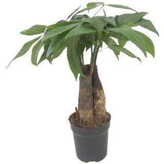 Flaschenbaum (Pachira aquatica), 20 30 cm 9cm Topf 1 Pflanze 