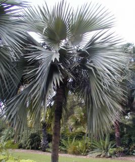 Latania loddigesii, Blaue Latanpalme, wunderschöne Palme