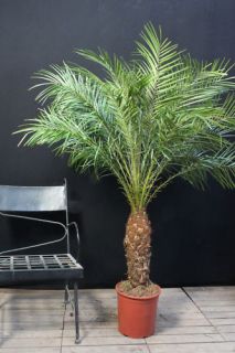 Echte Phoenix Roebelenii Palme Dattel Palmen 155cm  Zimmerpflanze