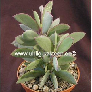 Uhlig Kakteen Senecio crassissimus 30 cm Garten