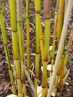 Phyllostachys spectabilis, ZickZackbambus, 180 200cm