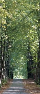 Tapete Park Parkweg Wald Bäume spazieren Foto 90 cm x 202 c
