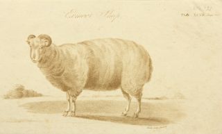 Samuel John NEELE (Großbritannien, 1758?   1824) Exmoor Horn Schaf