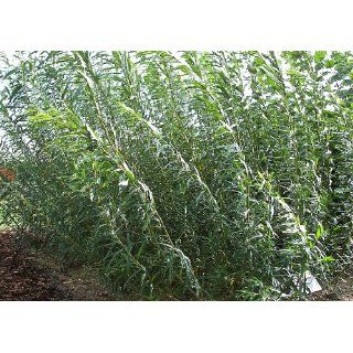 25 Stück Heckenweide (Salix) 120   150 cm Garten