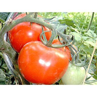 Tomate Siberian early   Buschtomate Tomaten Samen Garten