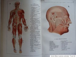Selten Der Bau des menschlichen Körpers, Schreiber, Esslingen 1895