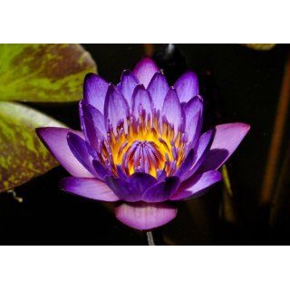 Fototapete, violett orange Seerose im Teich, Blume, Blüte, Blatt, 8