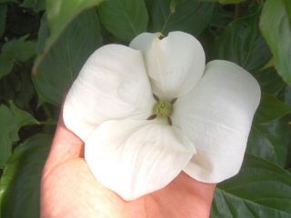 Cornus kousa Venus®, weißer Blumenhartriegel, 170 180cm