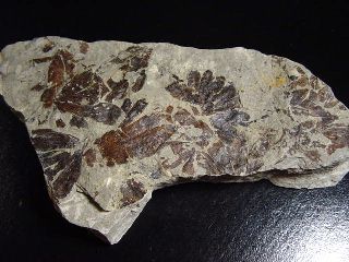 Ginkgo huttoni Fossil 15 cm   feine Blätter   Scalby Ness, England