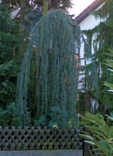 Cedrus atlantica Glauca Pendula, blaue Hängezeder 120cm