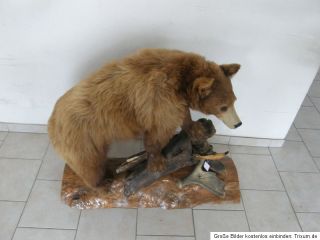 Schwarzbär Präparat Cites frisch Kanada Deco Jagdstube Bärenfell
