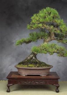 Tropica   Bonsai   Japanische Schwarzkiefer (Pinus thunbergii)   30