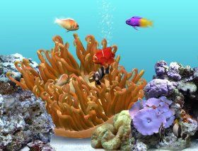 Digifish Clownfish Software