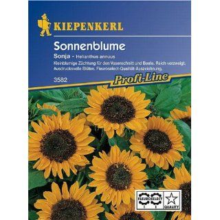 Kiepenkerl Sonnenblume (Helianthus annuus) Sonja Garten