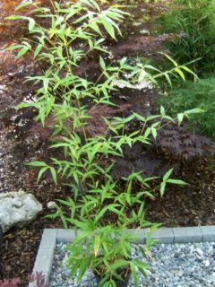 Phyllostachys viridiglaucescens, grüner Riesenbambus 180 200cm