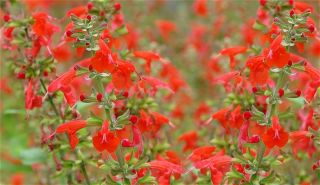 Salvia coccinea Scharlachsalbei, 200 Korn #408