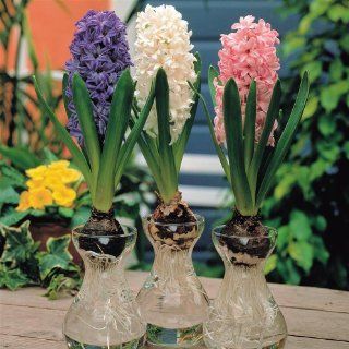 Präparierte Hyazinthe weiß mit Vase   1 set Garten