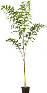 Wodyetia bifurcata   Fuchsschwanzpalme 220cm Zimmerpflanze Palme
