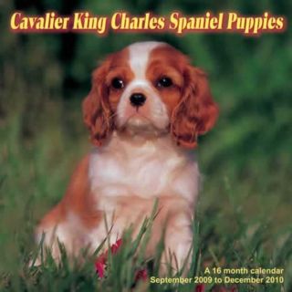 Cavalier King Charles Puppies 2010 Calendar