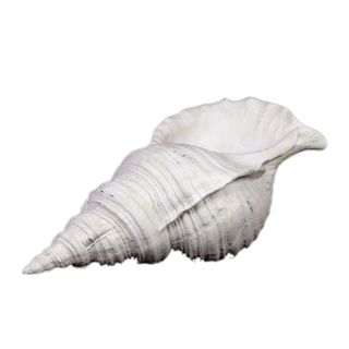 Urban Trends Collection White Resin Seashell