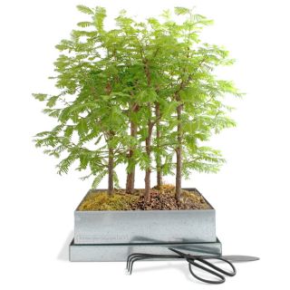 Redwood Forest Growing Kit
